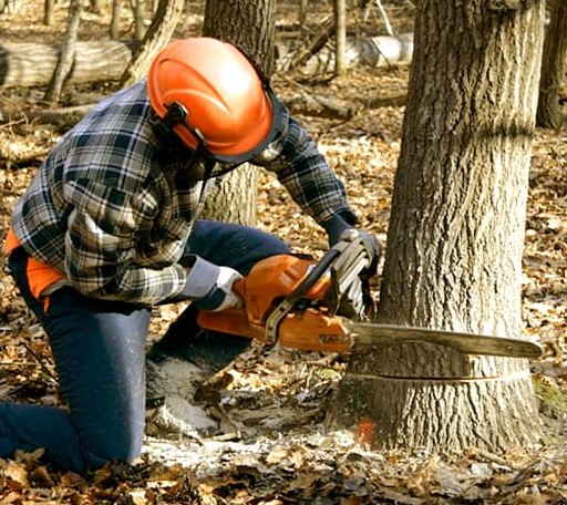 Tree Removal in Potter Valley, CA